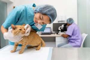 Blogs 4 Career in Veterinary Medicine