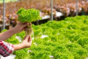 Blogs 1 Aquaponics