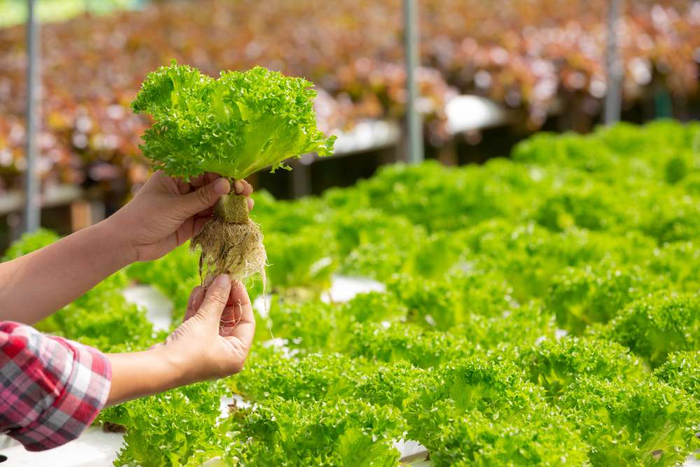 Master Your Wealth: Exploring Careers in Personal Finance and Investment 1 Aquaponics